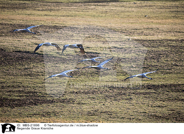 fliegende Graue Kraniche / MBS-21896