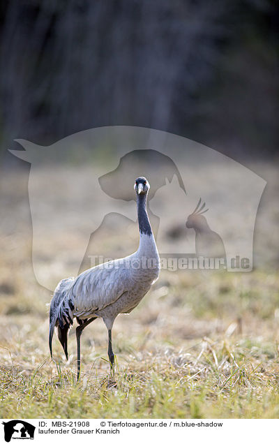 laufender Grauer Kranich / MBS-21908