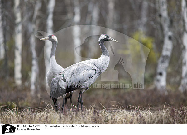 Graue Kraniche / Common Cranes / MBS-21933