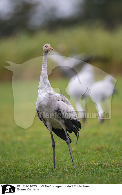 Graue Kraniche / Common Cranes / FH-01023