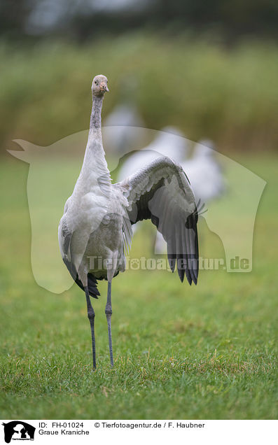 Graue Kraniche / Common Cranes / FH-01024