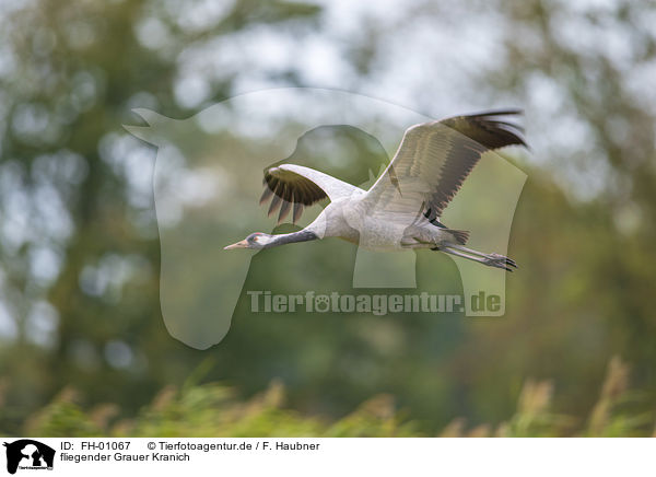 fliegender Grauer Kranich / flying Common Crane / FH-01067