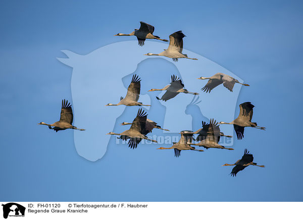 fliegende Graue Kraniche / flying Common Cranes / FH-01120