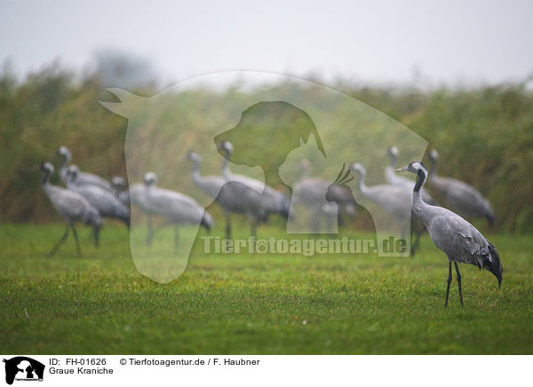 Graue Kraniche / Common Cranes / FH-01626