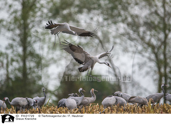 Graue Kraniche / common cranes / FH-01729