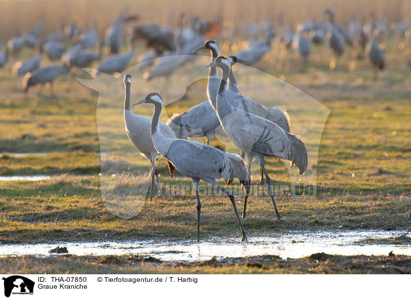 Graue Kraniche / common cranes / THA-07850