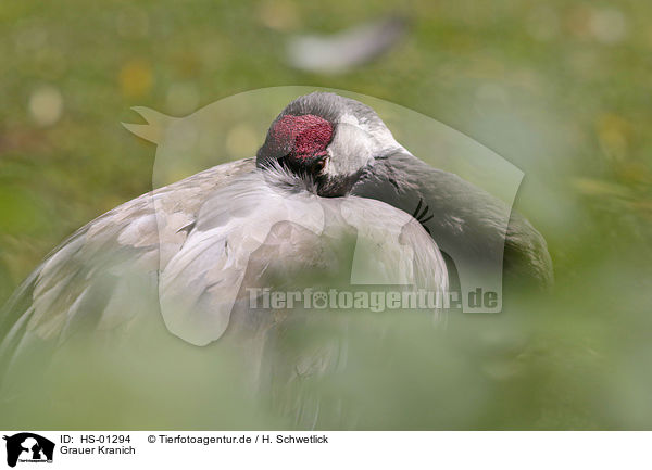 Grauer Kranich / Common Crane / HS-01294