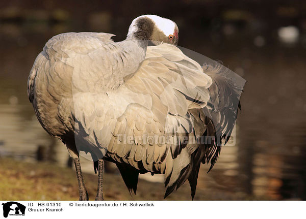 Grauer Kranich / Common Crane / HS-01310