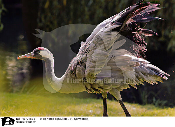 Grauer Kranich / common crane / HS-01683