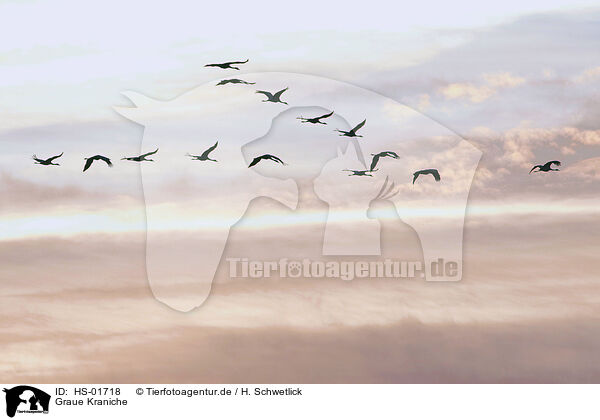 Graue Kraniche / common cranes / HS-01718