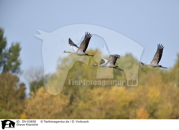 Graue Kraniche / common cranes / DV-03856