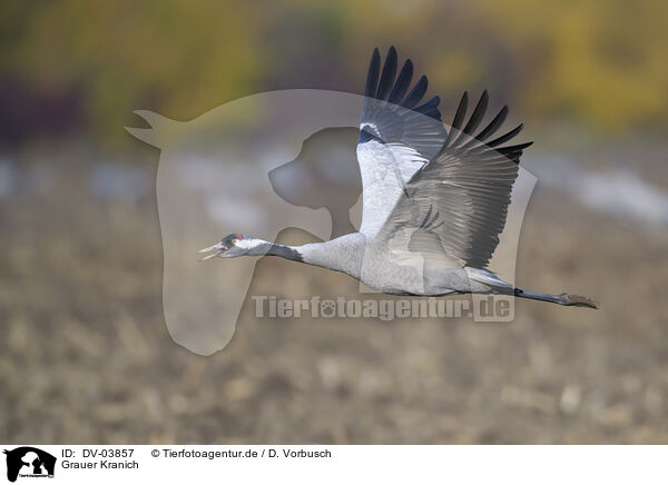 Grauer Kranich / common crane / DV-03857