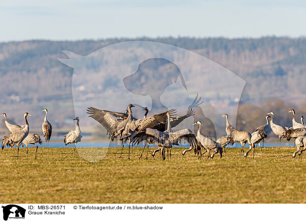 Graue Kraniche / common cranes / MBS-26571