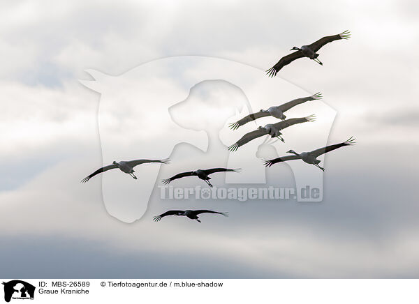 Graue Kraniche / common cranes / MBS-26589