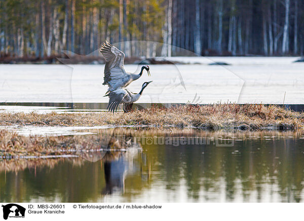 Graue Kraniche / common cranes / MBS-26601