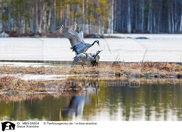 Graue Kraniche / common cranes / MBS-26604