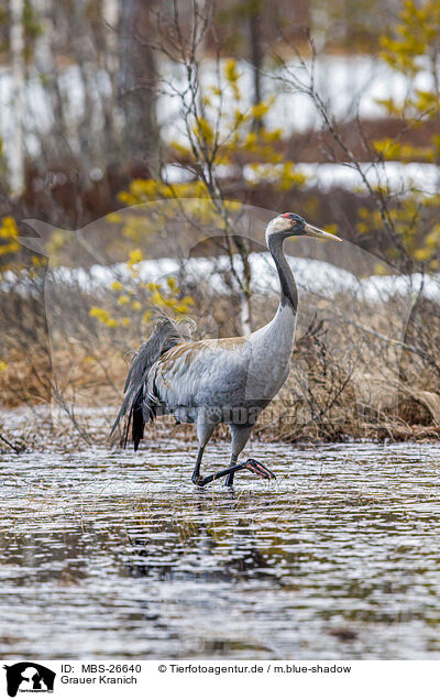 Grauer Kranich / common crane / MBS-26640