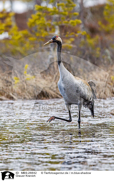 Grauer Kranich / common crane / MBS-26642