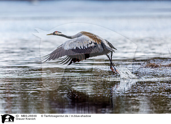 Grauer Kranich / common crane / MBS-26648