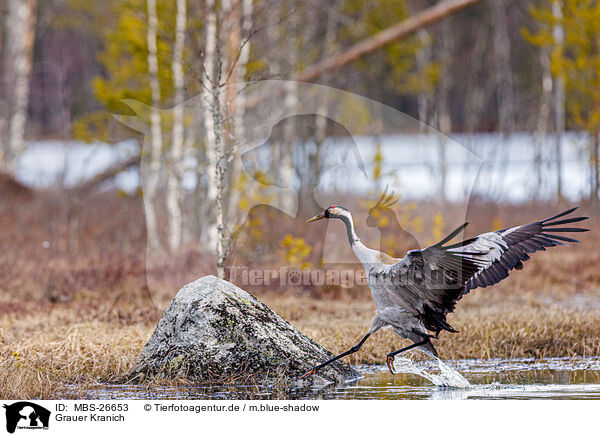 Grauer Kranich / common crane / MBS-26653