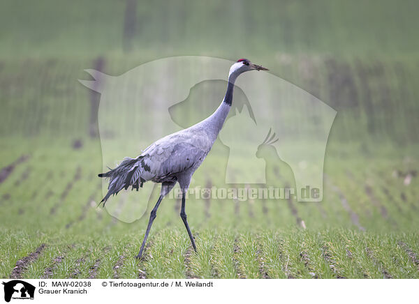 Grauer Kranich / grey crane / MAW-02038