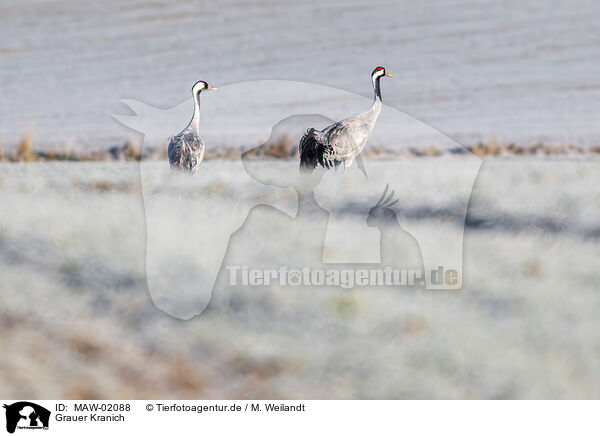 Grauer Kranich / grey crane / MAW-02088