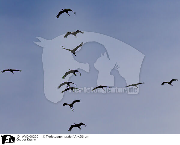 Grauer Kranich / common crane / AVD-08259