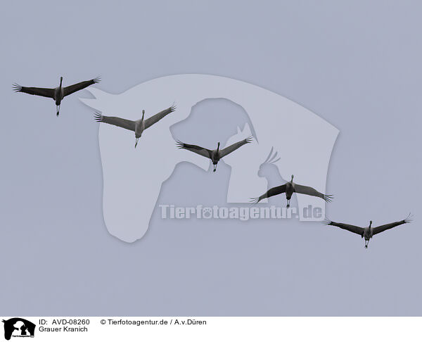 Grauer Kranich / common crane / AVD-08260
