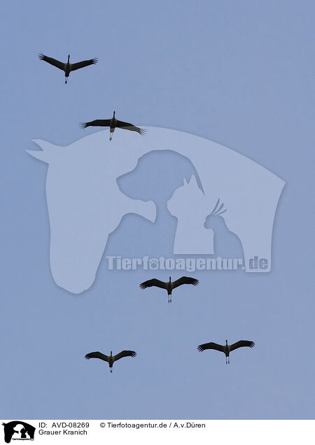 Grauer Kranich / common crane / AVD-08269