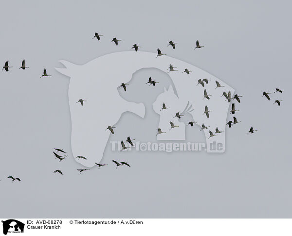Grauer Kranich / common crane / AVD-08278