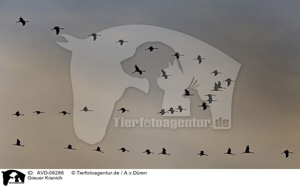Grauer Kranich / common crane / AVD-08286