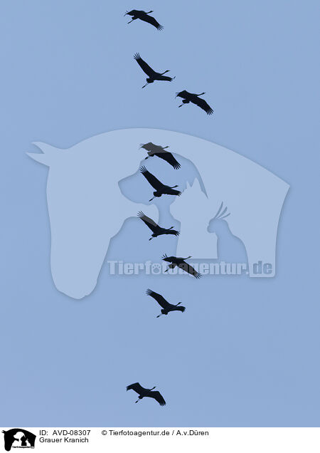 Grauer Kranich / common crane / AVD-08307