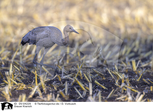Grauer Kranich / eurasian crane / DV-04229