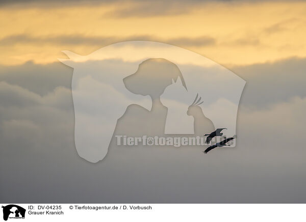 Grauer Kranich / eurasian crane / DV-04235