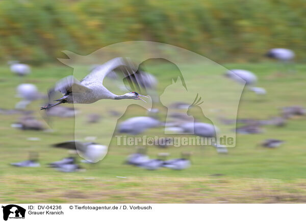 Grauer Kranich / eurasian crane / DV-04236