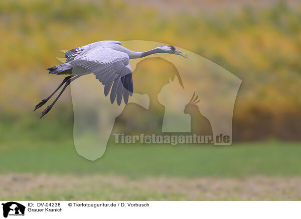 Grauer Kranich / DV-04238