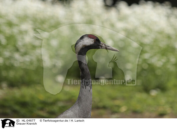 Grauer Kranich / common crane / HL-04677