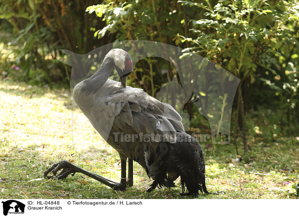 Grauer Kranich / common crane / HL-04848
