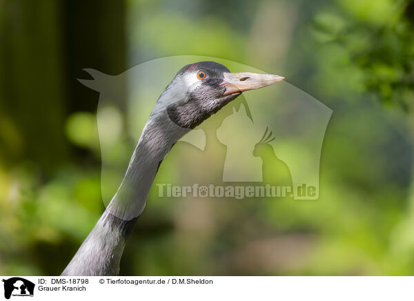 Grauer Kranich / Common crane / DMS-18798