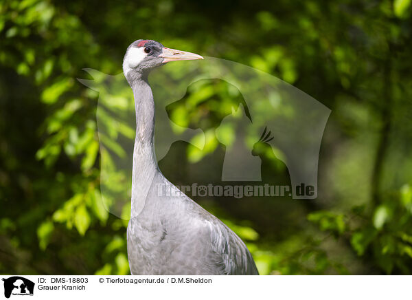 Grauer Kranich / Common crane / DMS-18803