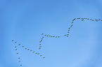 fliegende Graue Kraniche