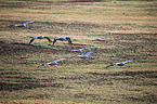 fliegende Graue Kraniche
