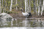 laufender Grauer Kranich