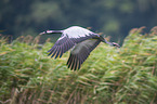 fliegender Grauer Kranich