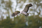 fliegender Grauer Kranich