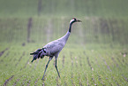 Grauer Kranich