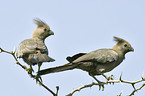 Graue Lärmvögel