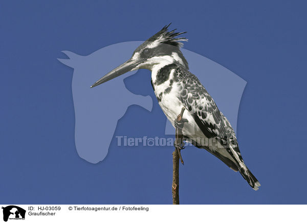 Graufischer / pied kingfisher / HJ-03059