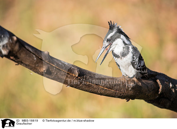 Graufischer / lesser pied kingfisher / MBS-18819