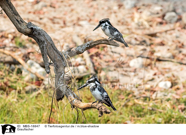 Graufischer / lesser pied kingfisher / MBS-18847